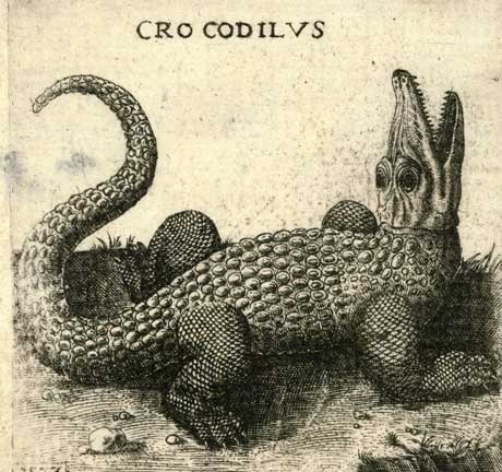 Crocodile - Anonyme, 1573. Rijksmuseum.