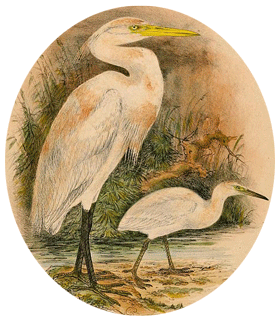 Egretta eulophotes - Gravure de 1898